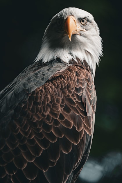 Contact Eagle Eye Polling